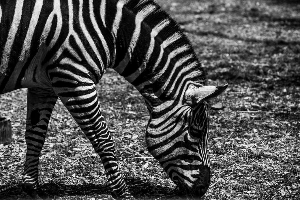 zebra jedząca trawy puzzle online