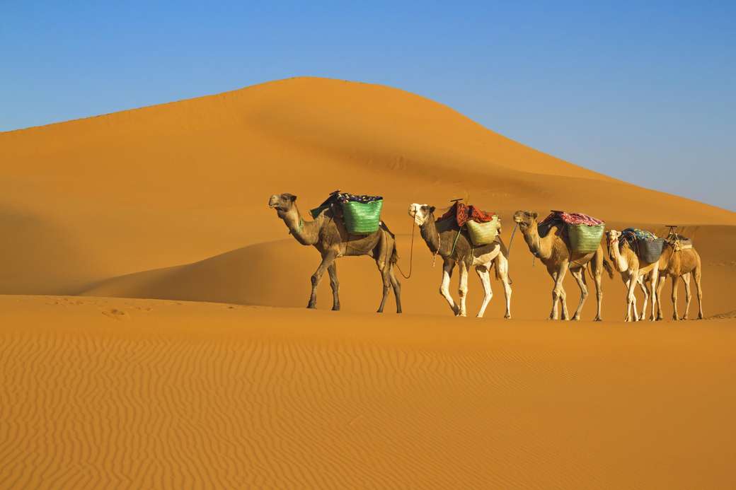 Woestijn Sahara puzzel