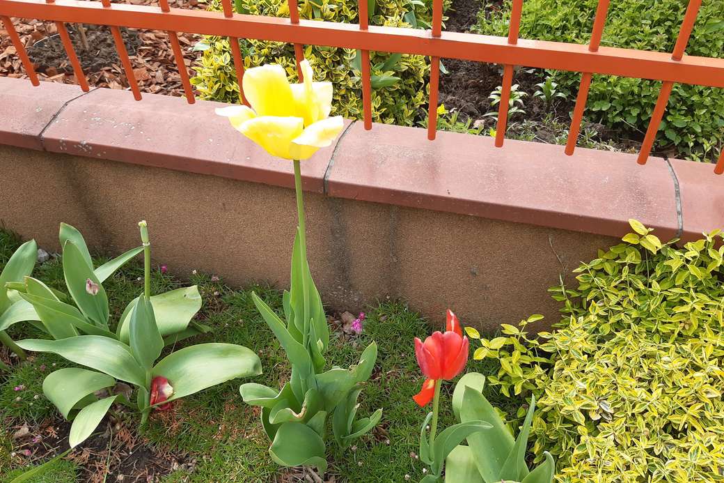 przekwitające tulipany puzzle online