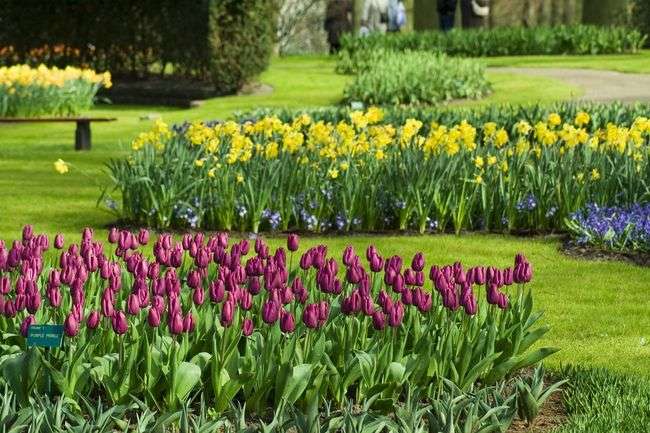 Tulipany w parku puzzle online