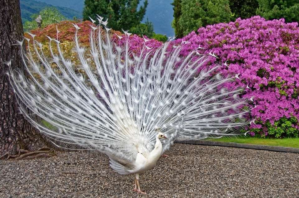 white peacock jigsaw puzzle