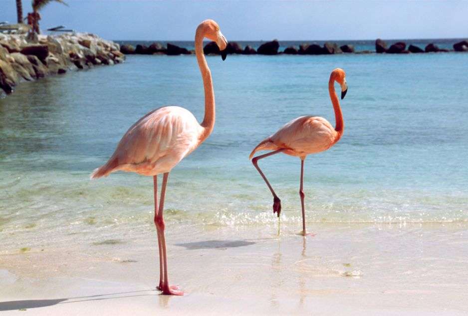flamingi na egzotycznej wyspie puzzle online