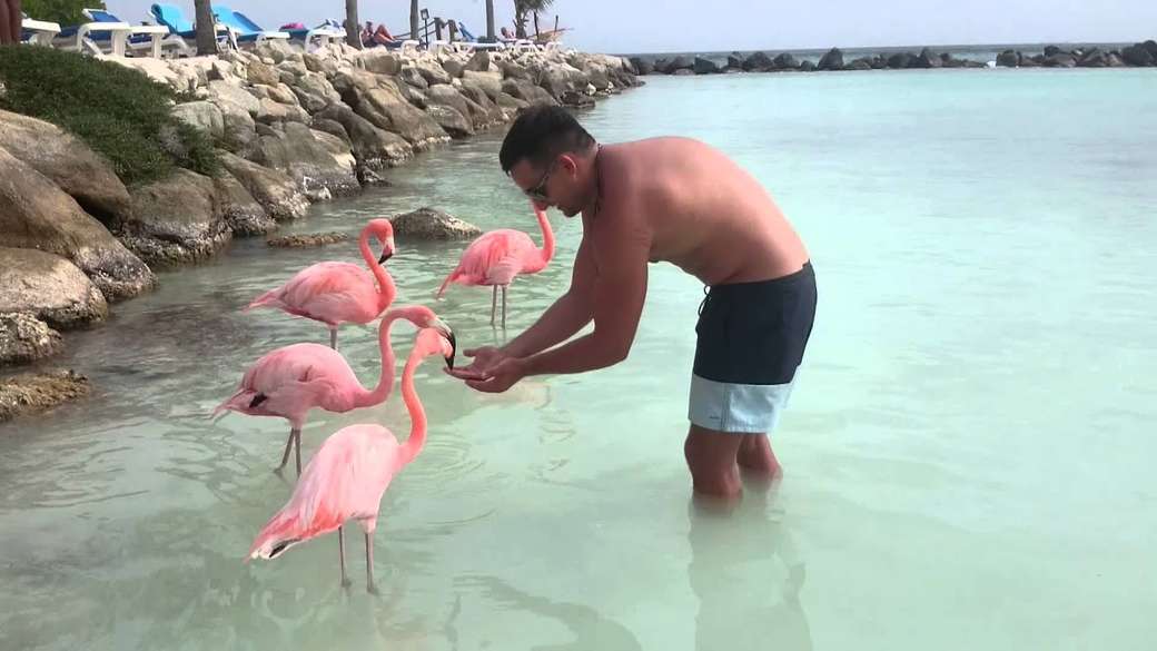 flamingi na egzotycznej wyspie puzzle online
