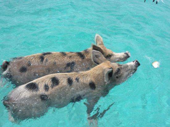 Pływające świnki na wyspach bahama puzzle online