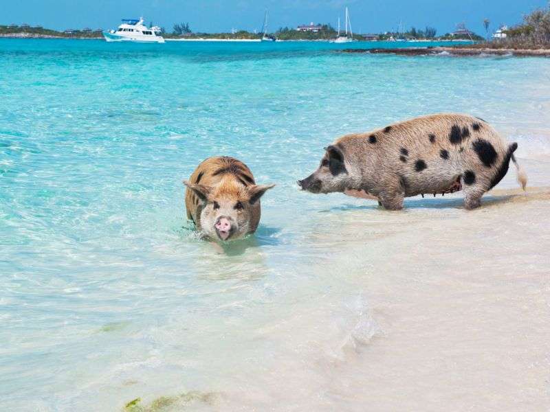 świnki na wyspach bahama puzzle online