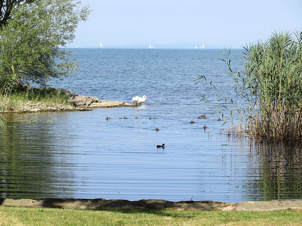 Rezerwat przyrody Jezioro Bodeńskie puzzle online