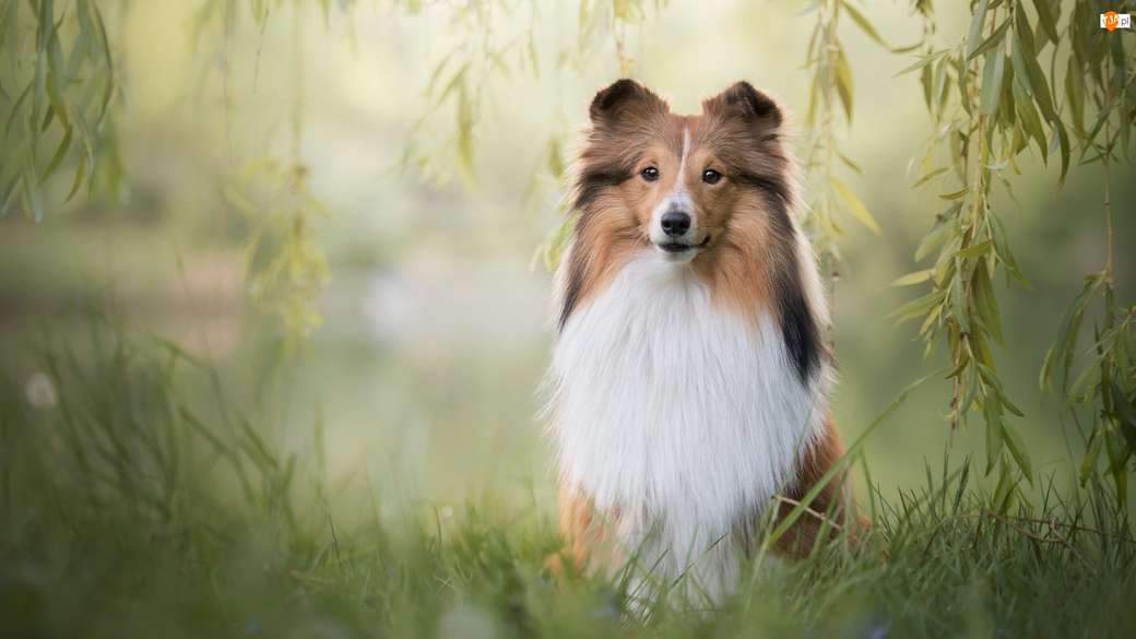 Lassie wróć! puzzle online