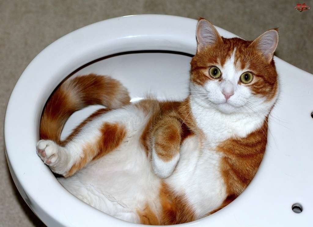 Kot w toalecie puzzle online