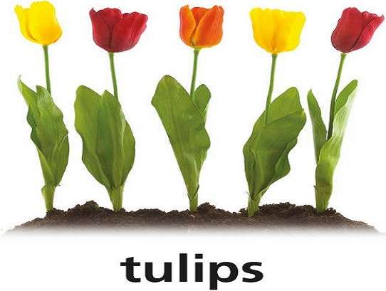 t jak tulipany puzzle online
