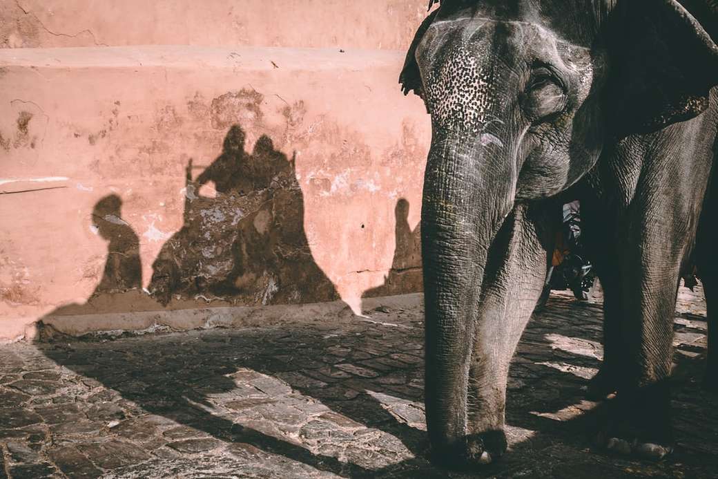 szary słoń stojący obok brązowej ściany puzzle online