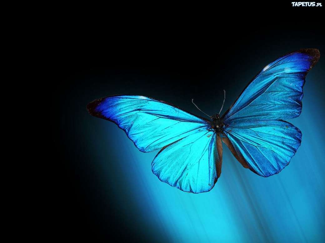 Puzzle 3D Mariposa Tonos Azules Juego Entretenimiento a1544 