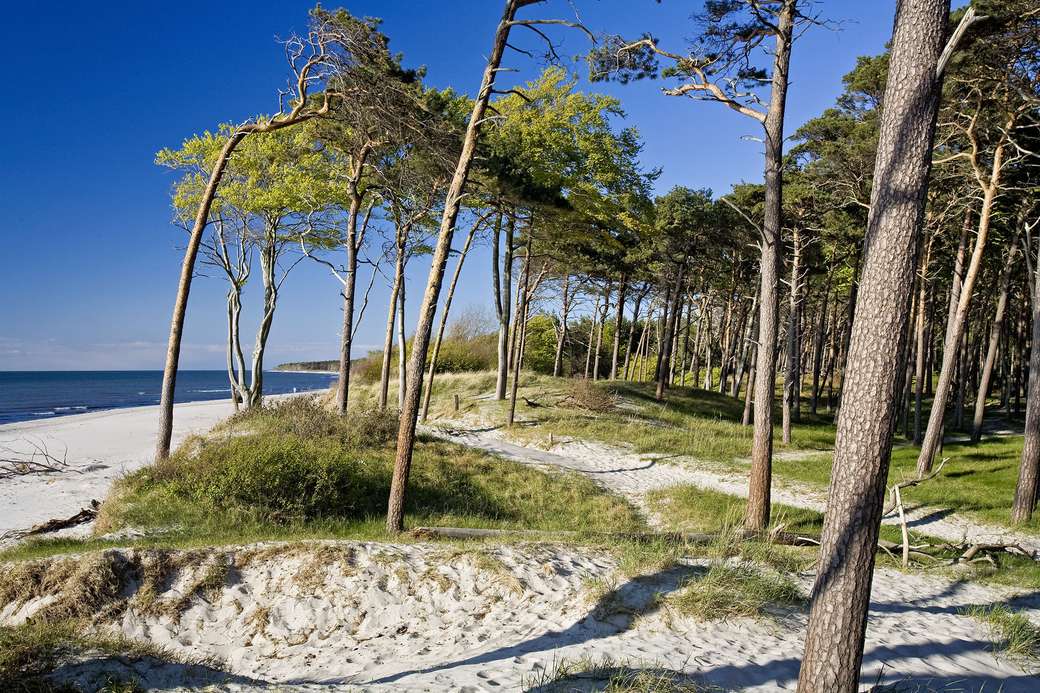 Plaża Darss nad Morzem Bałtyckim puzzle online