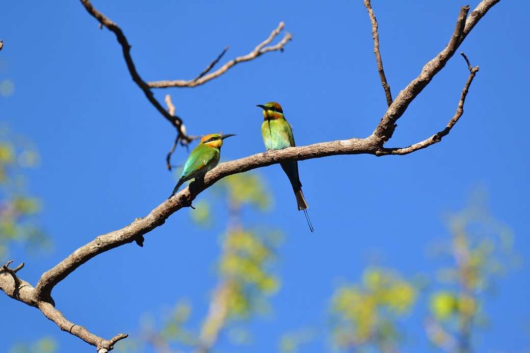dwa ptaki siedzące na gałęzi puzzle online
