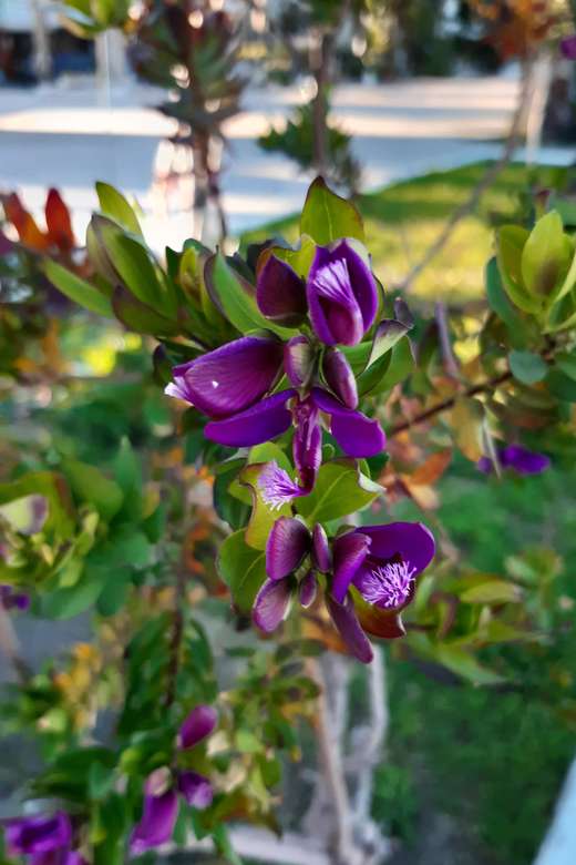 cieno fioletowe kwiatki puzzle online
