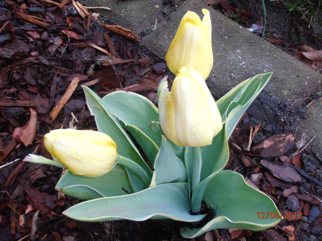 bardzo wczesne tulipany puzzle online
