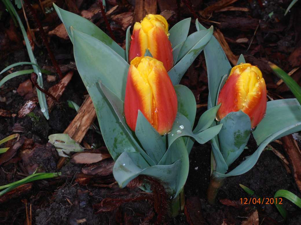 wczesne tulipanki herbaciane puzzle online