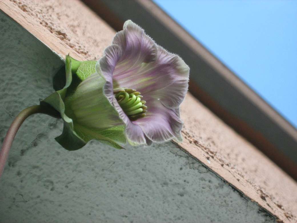 kwiatek na balkonie puzzle online