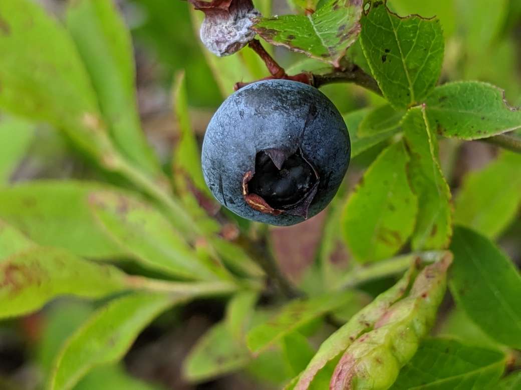 niebieskie owoce na zielonym liściu puzzle online