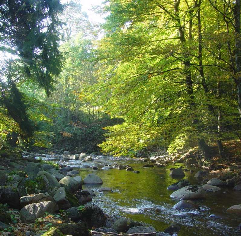 Harz w lesie i strumieniu Turyngii puzzle online