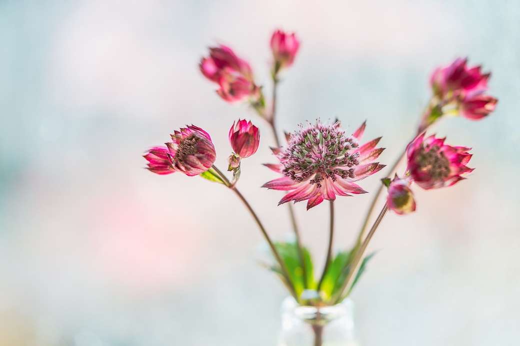 różowe kwiaty w wazonie z przezroczystego szkła puzzle online