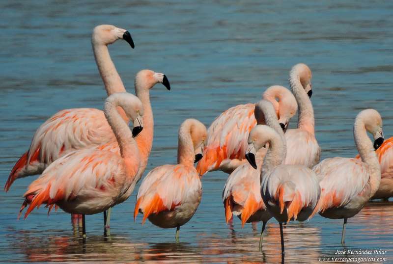 Lodowiec Perito Moreno Flamingo puzzle online