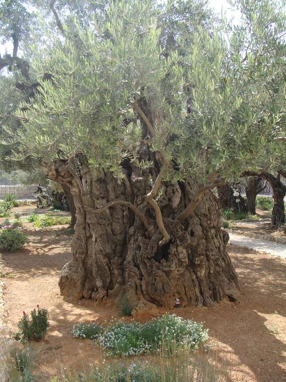 Jerozolimski Ogród Getsemani puzzle online