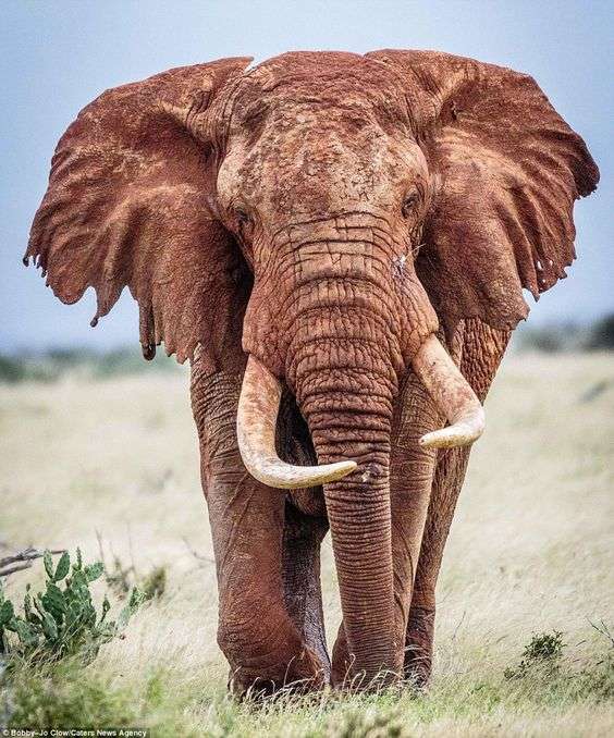 Elefante africano furioso quebra-cabeça
