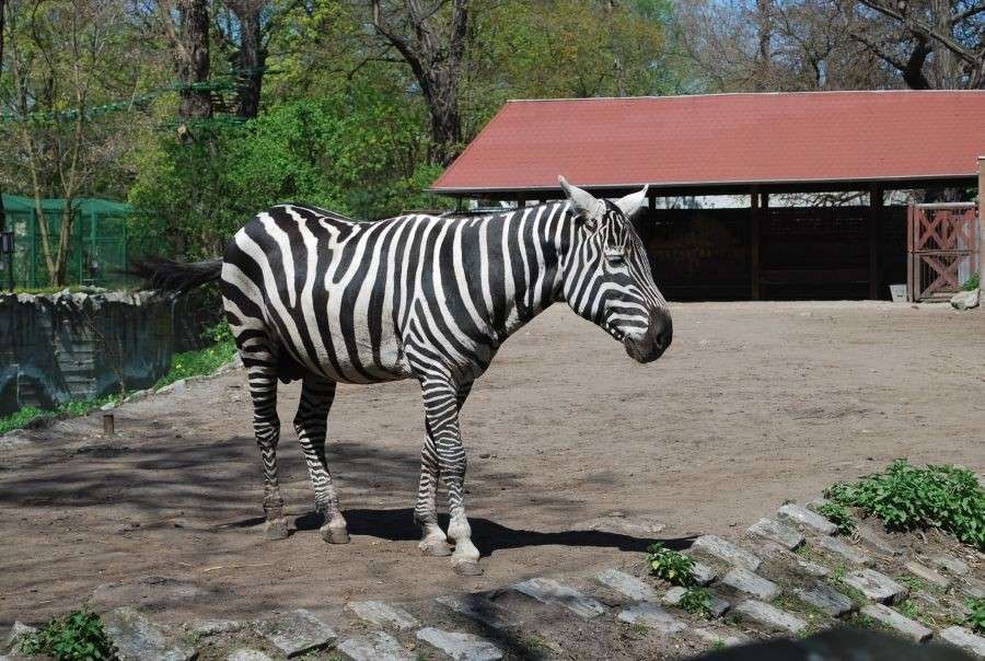 zebra.... puzzle online
