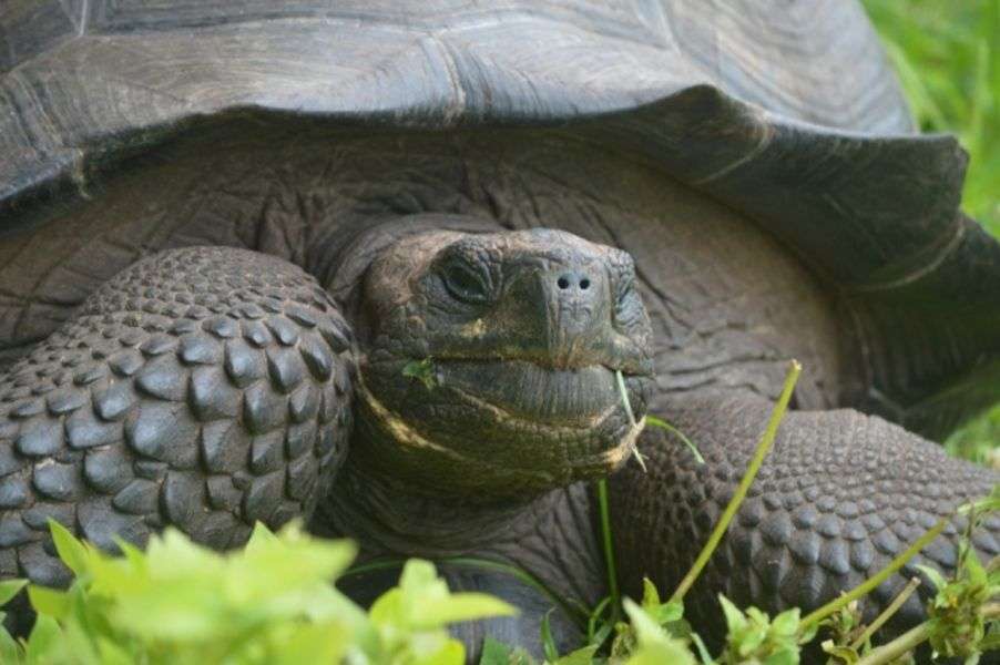 żółw..... puzzle online
