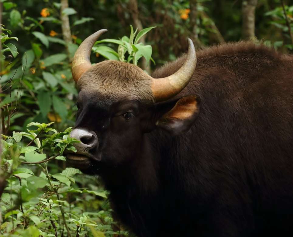 Bison grazing - Gaur (Indian Bison) - Puzzle Factory