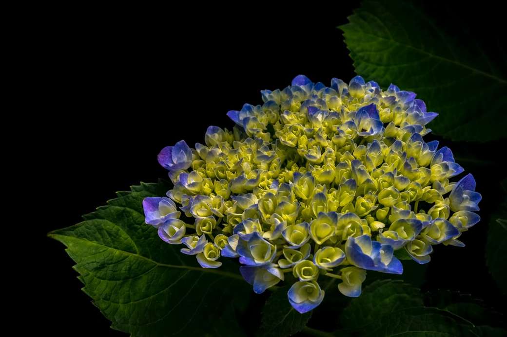 Fioletowy kwiat hortensji puzzle online