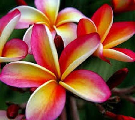 Najpiękniejsze kwiaty . puzzle online