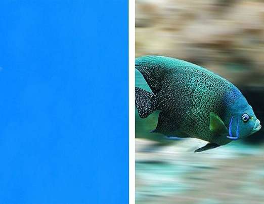 b jak bluefish puzzle online