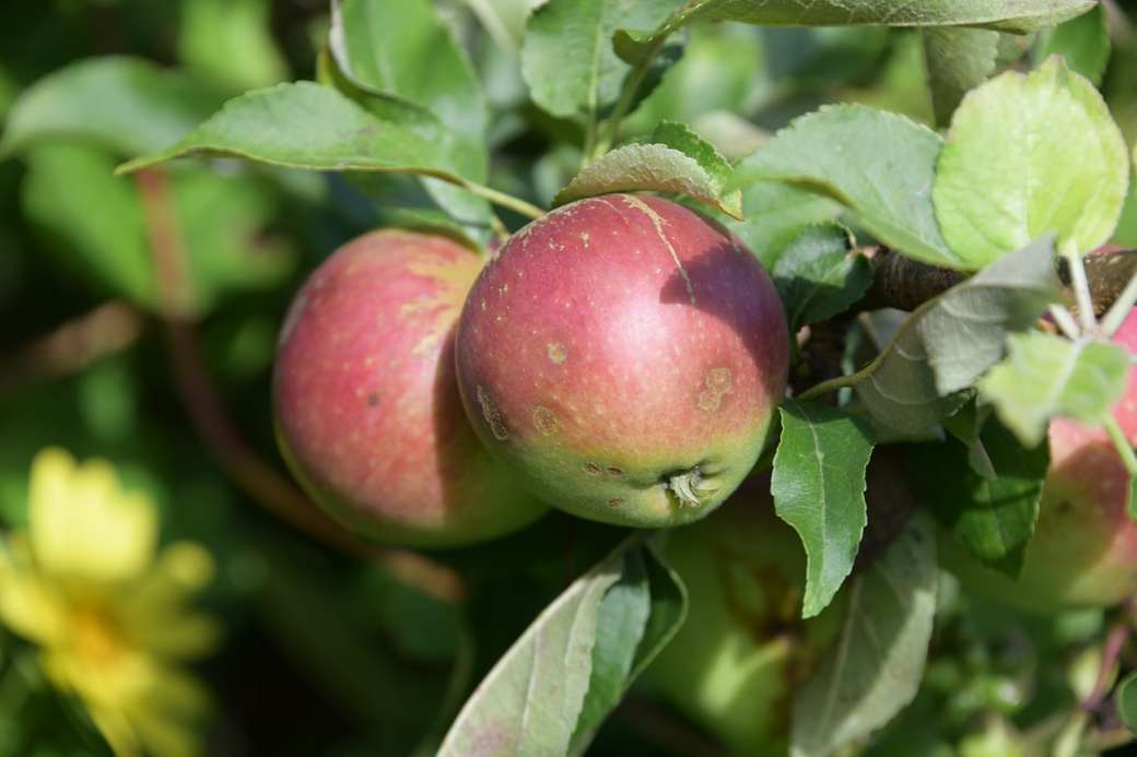 czerwone jabłko na zielonych liściach puzzle online