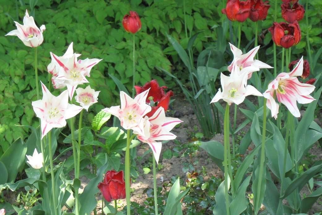 tulipanowa grządka wiosenna puzzle online