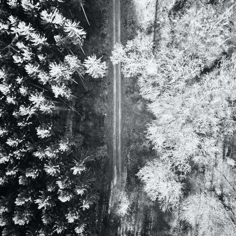 grayscale photo of trees and plants puzzle