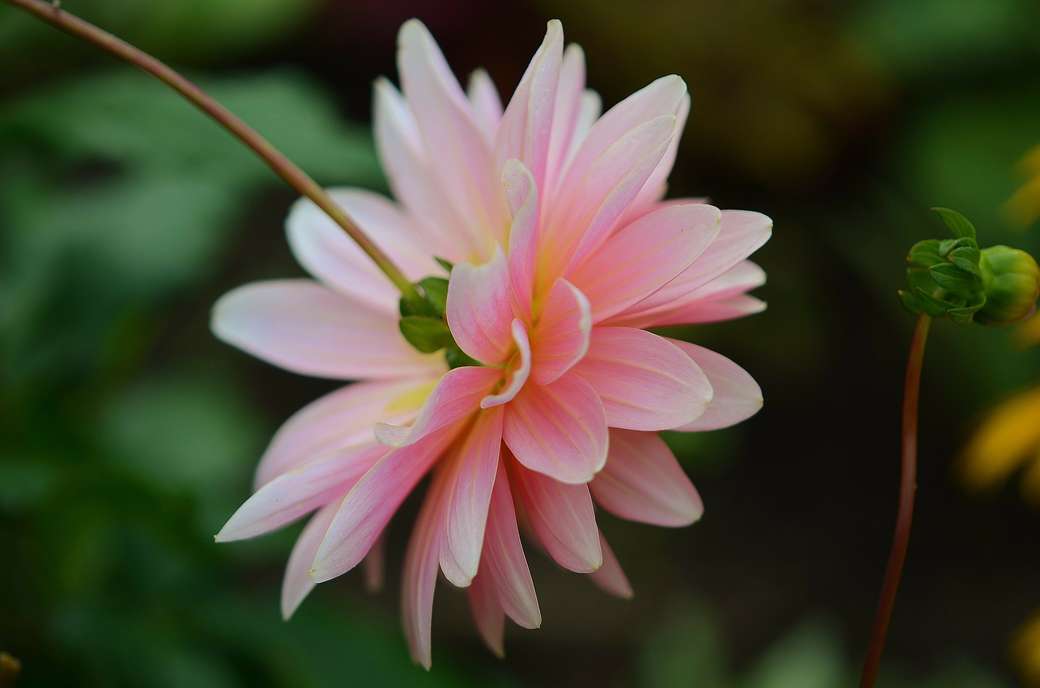 Piękny kwiat puzzle online