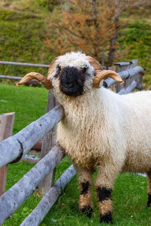 puszyste owce domowe w szwajcarii puzzle online