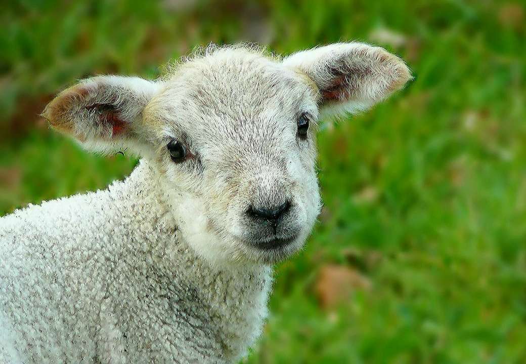 owieczka wesoła dla dzieci puzzle online