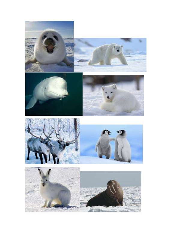 Zwierzęta arktyczne Luni Craft puzzle online