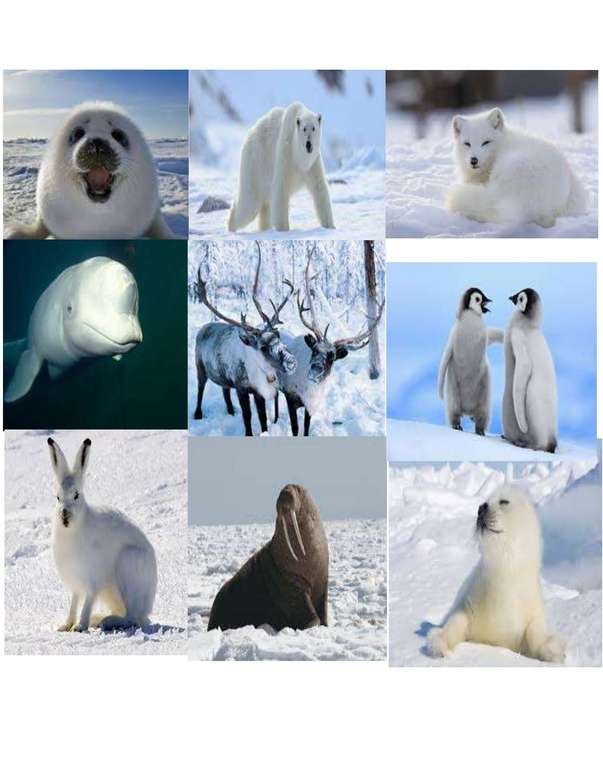 Zwierzęta arktyczne Luni Craft puzzle online