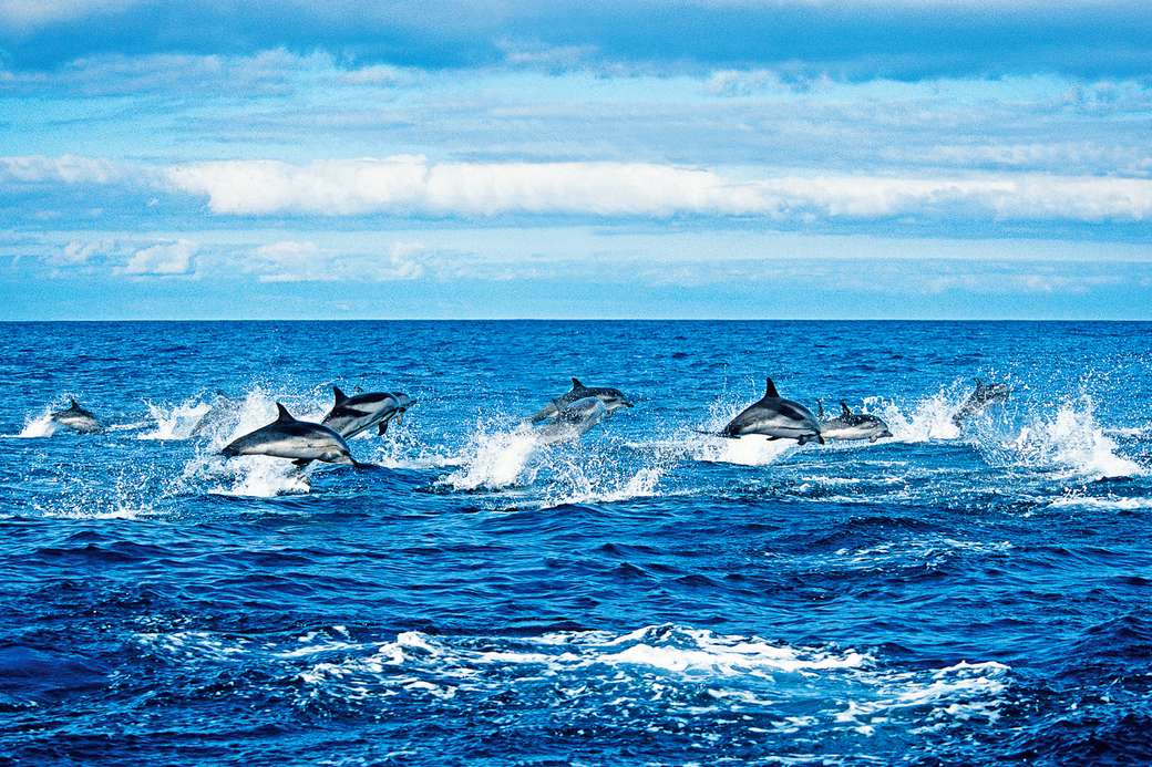 Delfiny u wybrzeży Azorów puzzle online
