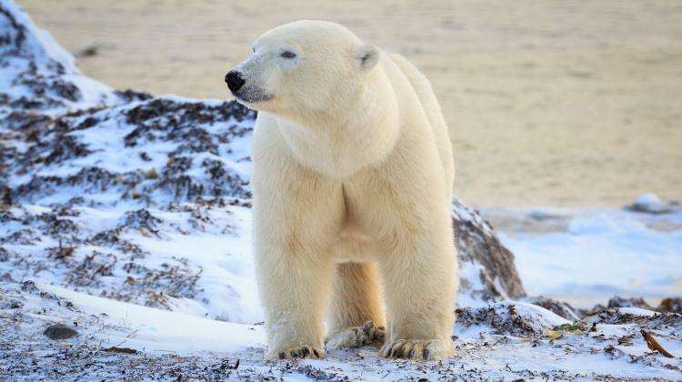 niedźwiedz polarny puzzle online