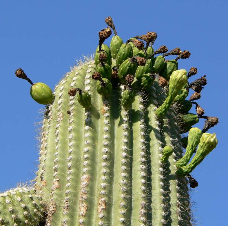 Kwiaty Suguaro -kaktus na pustyni puzzle online