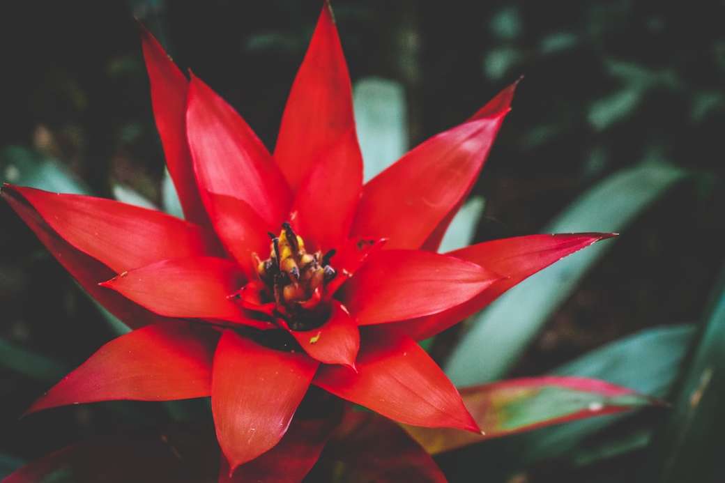 fotografia płytkiej ostrości czerwonego kwiatu puzzle online