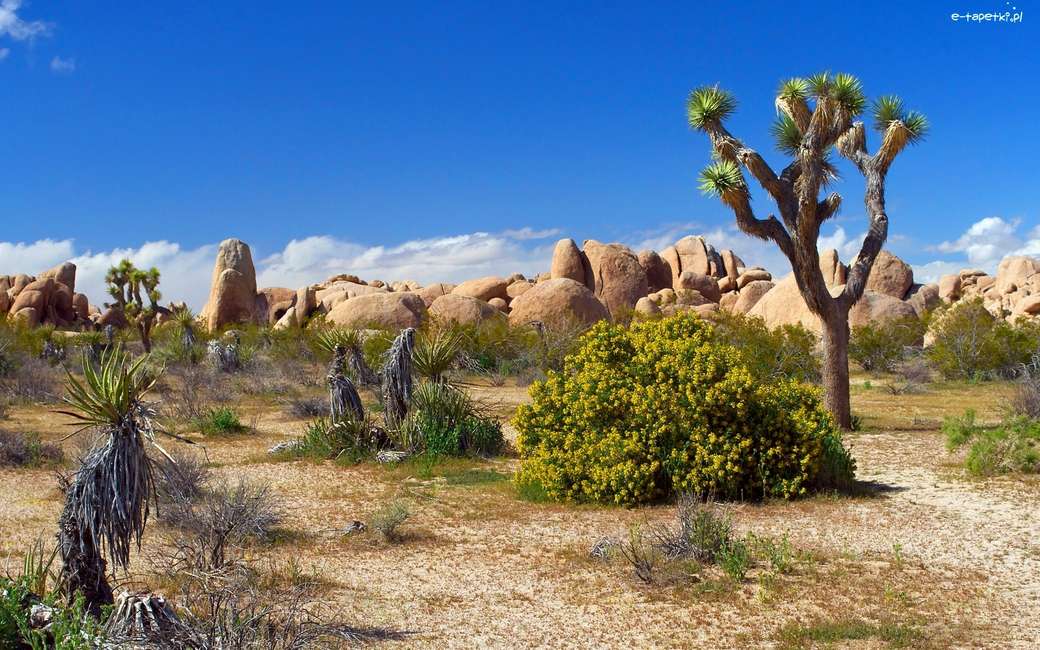 pustynia, skały, drzewo puzzle online