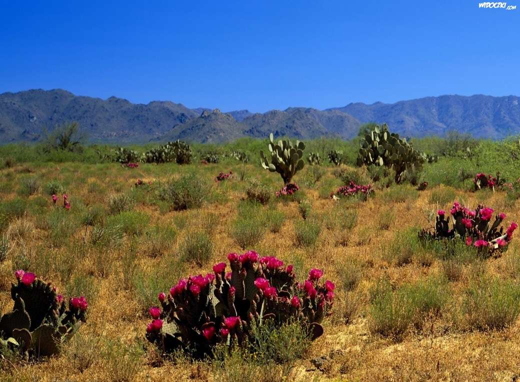 pustynia w kwitnących kaktusach puzzle online