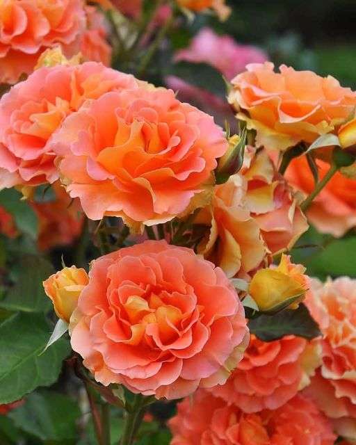 pomarańczowe róże puzzle online