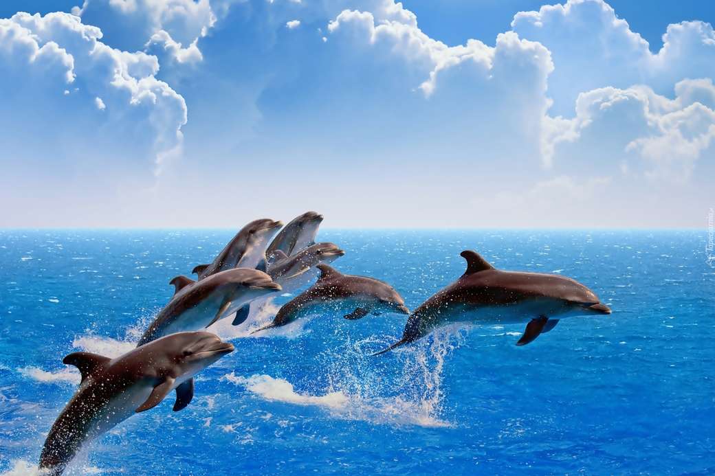 delfiny... puzzle online