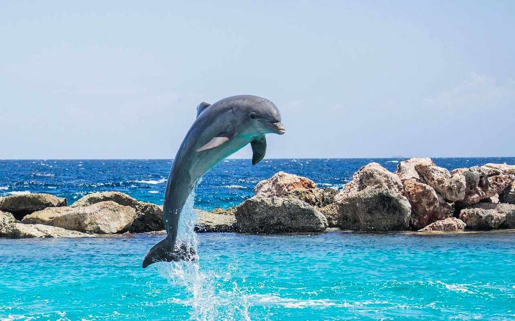 delfin... puzzle online